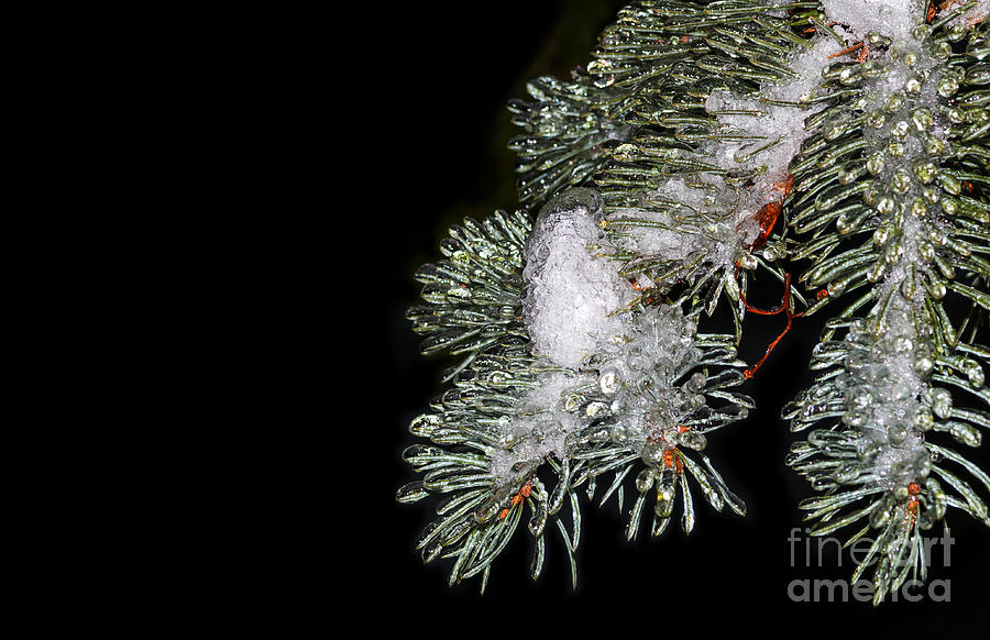 Frozen Pine Needles  #2 Photograph by Les Palenik