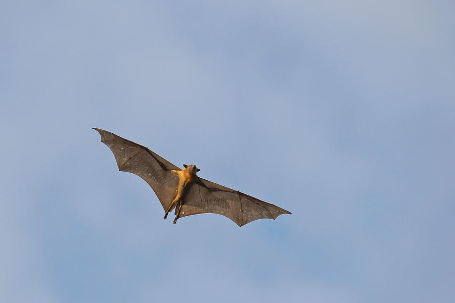 Fruit Bats Over Kasanka Swamp, Zambia Photograph by Francesco ...