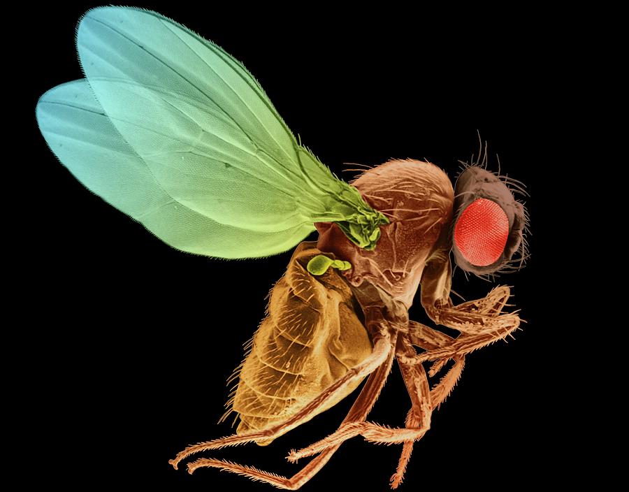 Fruit Fly #2 Photograph by Dennis Kunkel Microscopy/science Photo Library