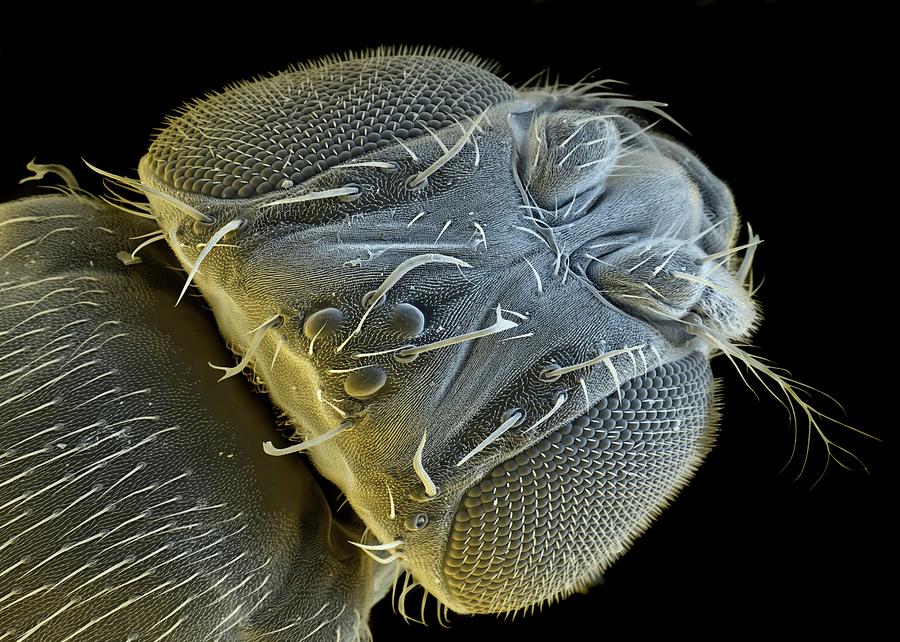 Nature Photograph - Fruit Fly Head #2 by Stefan Diller/science Photo Library