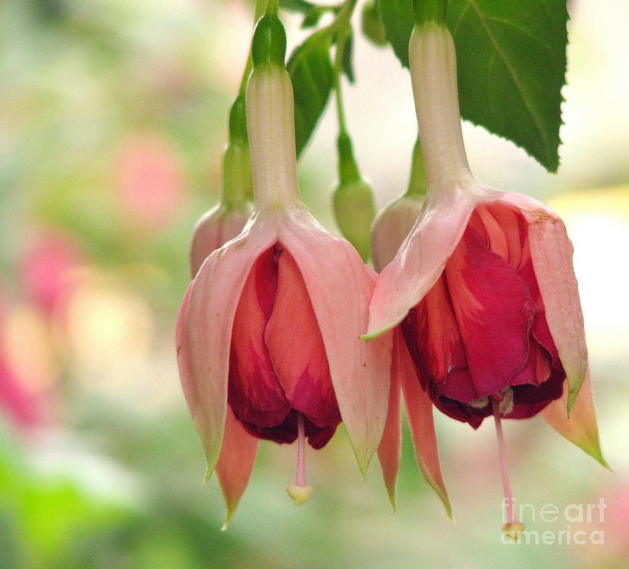 Fuchsias #2 Photograph by Chris Anderson