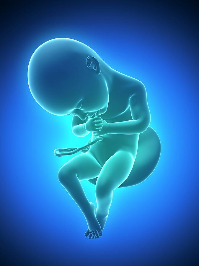 Full Term Foetus #2 Photograph by Sciepro/science Photo Library