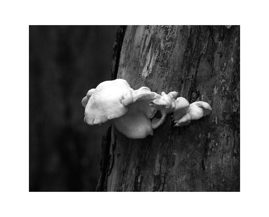 Fungi GLSPLA474 #2 Photograph by Gordon Sarti