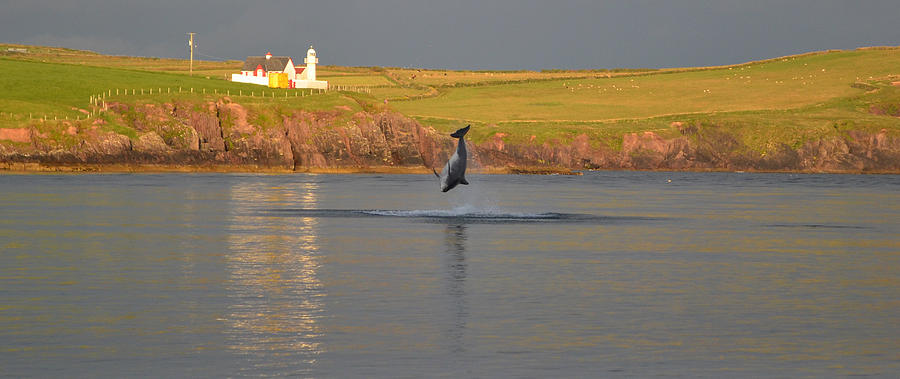 Lighthouse Photograph - Fungie the Dingle Dolphin #2 by Barbara Walsh