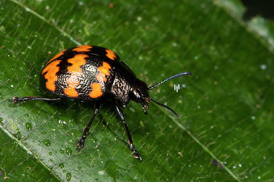 Fungus Beetle (erotylidae Photograph by Pete Oxford - Pixels