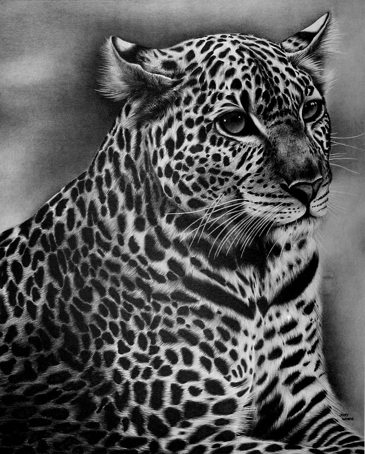 Furry Leopard Drawing by Jerry Winick