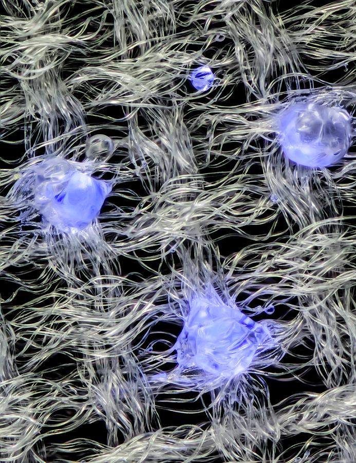 Fusible Interlining #2 Photograph by Science Photo Library Fusible Interlining #2 Photograph by Science Photo Library