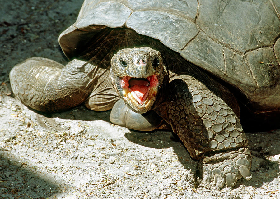Galapagos Giant Tortoise #2 Photograph by Millard H. Sharp