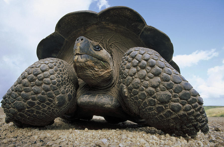 Galapagos Giant Tortoise On Alcedo #2 Photograph by Tui De Roy