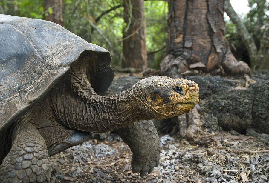 Galapagos Giant Tortoise #2 Photograph by William H. Mullins