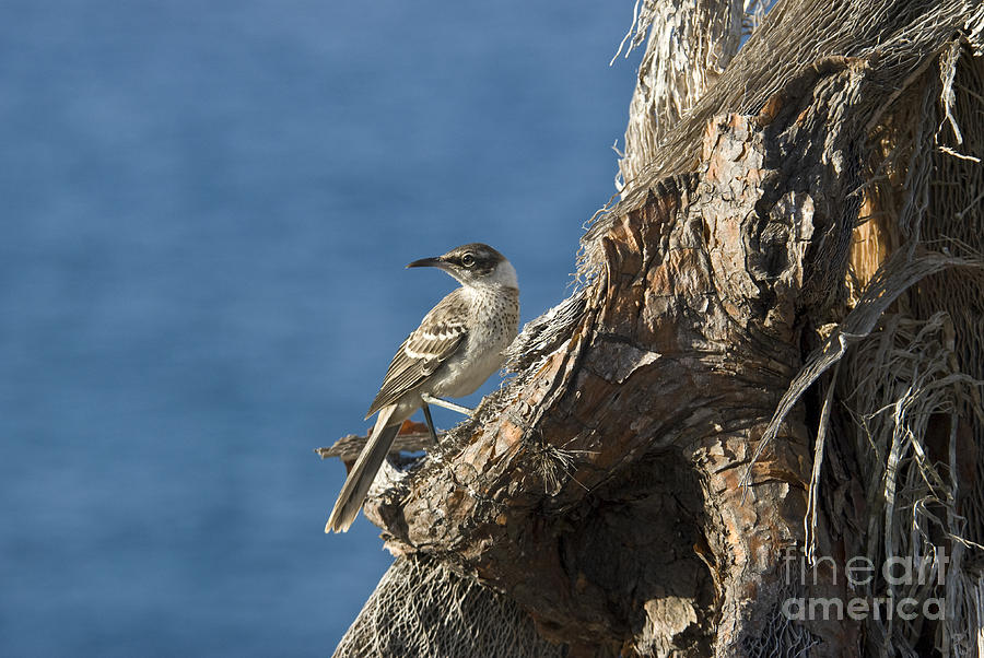 Galapagos Mockingbird #2 Photograph by William H. Mullins