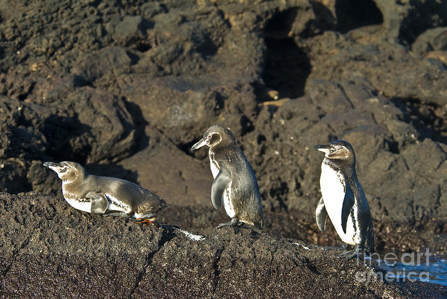 Penguin Photograph - Galapagos Penguins #2 by William H. Mullins