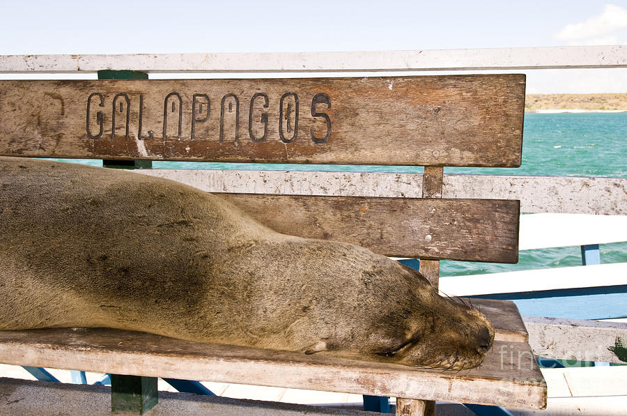 Galapagos Sea Lion #2 Photograph by William H. Mullins