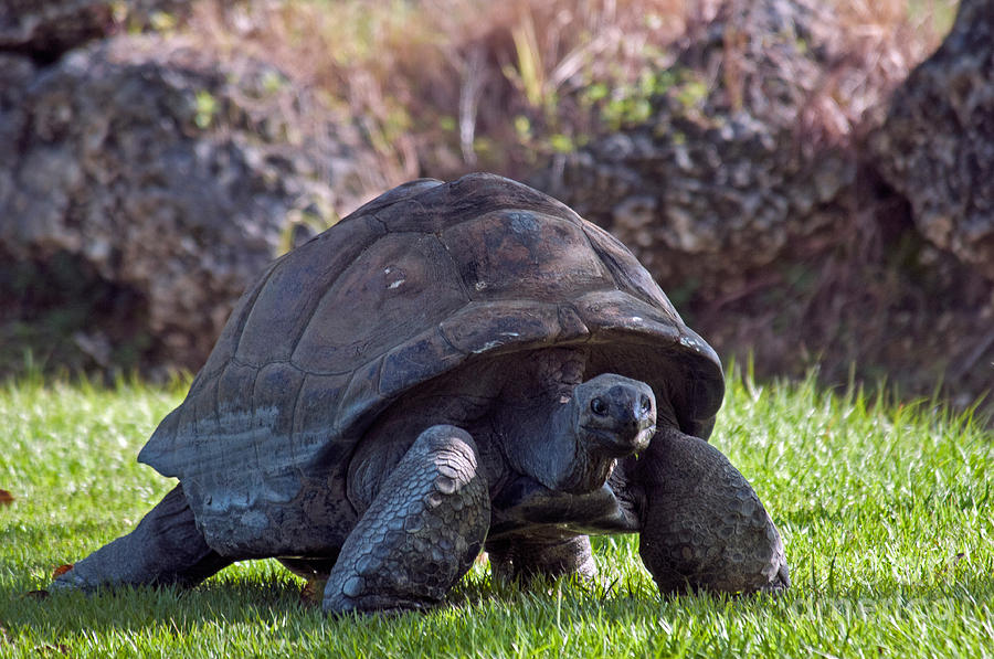 Galapagos Tortoise #2 Photograph by Mark Newman