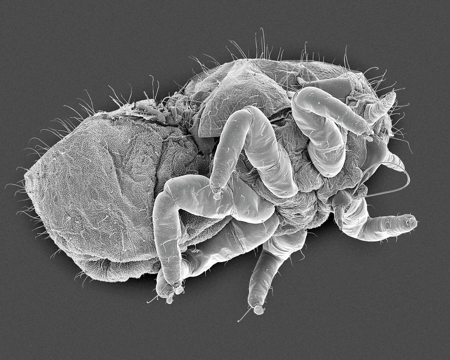 Gall-forming Psyllid Nymph Photograph by Dennis Kunkel Microscopy ...