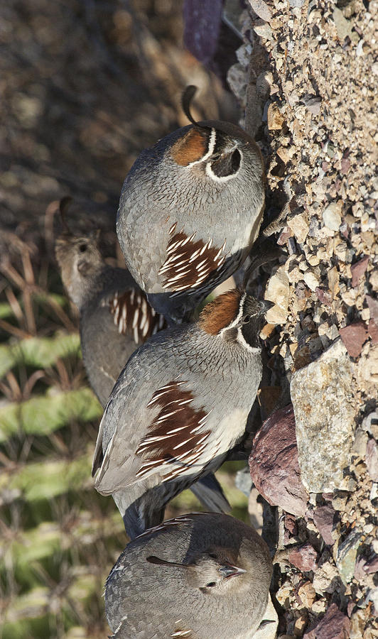 Gambels Quail #2 Photograph by Gregory Scott