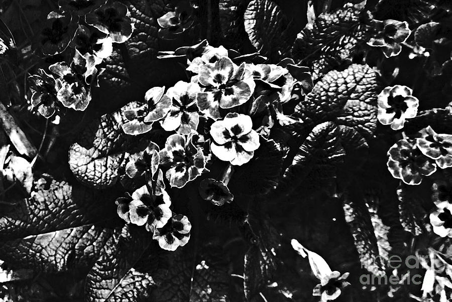 Flower Photograph - Garden in Black and White by Sarah Loft