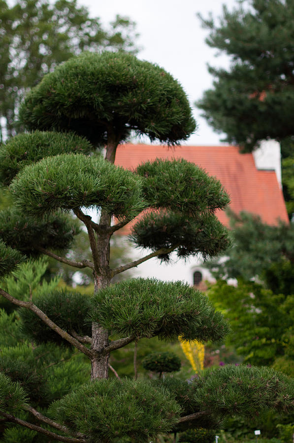 Garden Landscape - Topiary Photograph by Frank Gaertner - Fine Art America