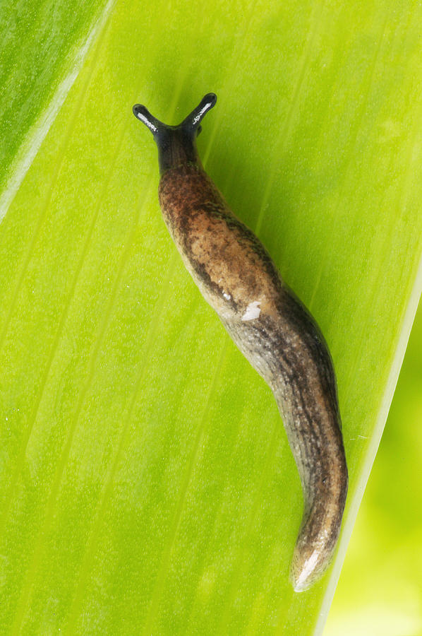 Garden Slug #2 Photograph by Jean-Michel Labat