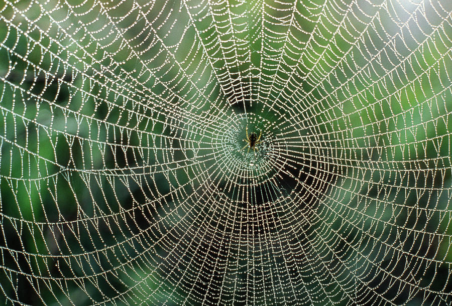 Spider Photograph - Garden Spider #2 by Perennou Nuridsany