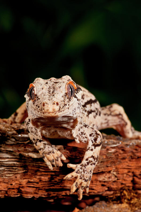 Gargoyle Gecko Rhacodactylus Photograph By David Northcott Fine Art 