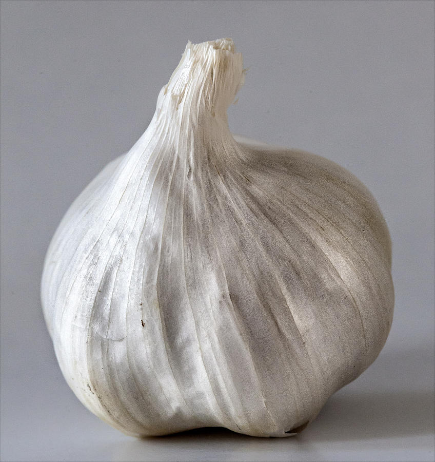 Garlic #2 Photograph by Robert Ullmann