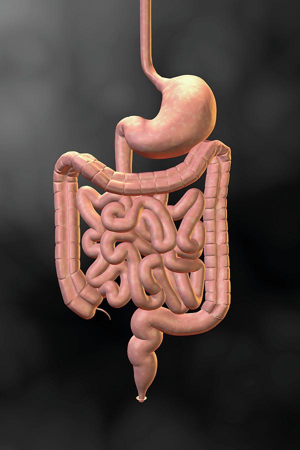 Gastrointestinal System #2 Photograph by Harvinder Singh