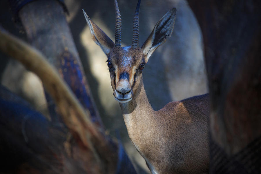 Gazelle #2 Photograph by Matthew Onheiber
