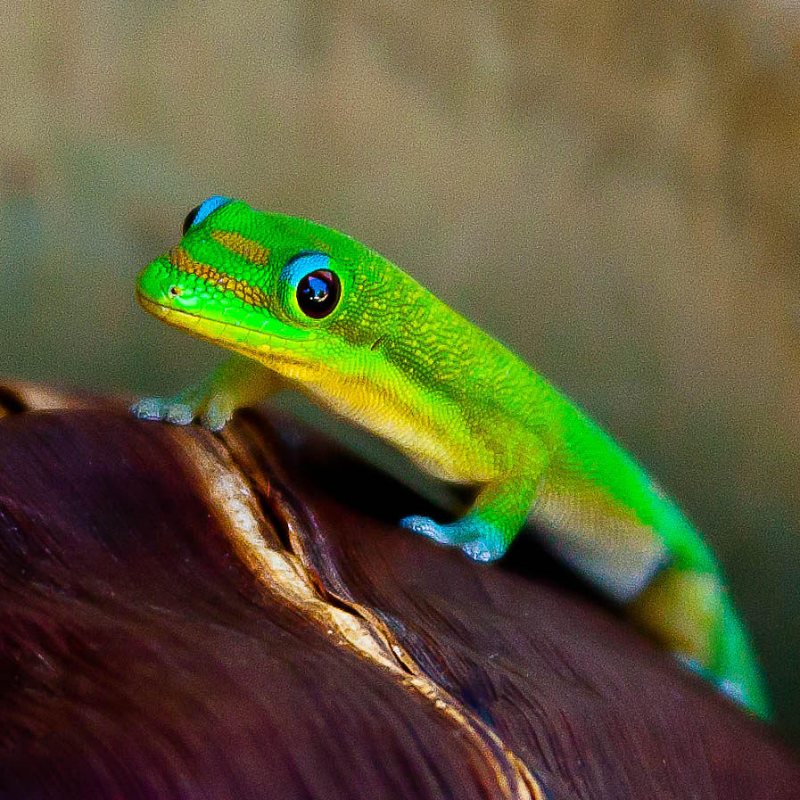 Gecko #2 Photograph by Craig Watanabe