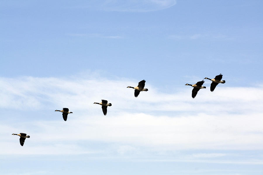 Bird Photograph - Geese in Flight #2 by Terry Thomas