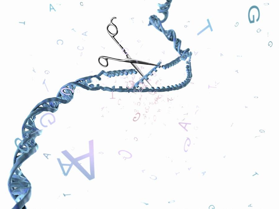 Artwork Photograph - Gene Editing 2 by Gunilla Elam Artwork Photograph - Gene Editing 2 by Gunilla Elam