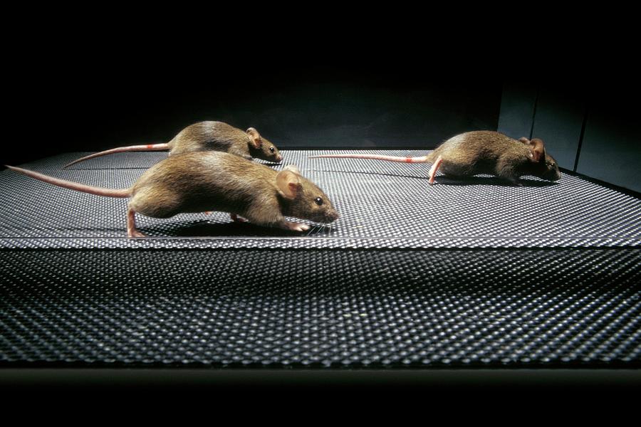Mouse Photograph - Gene Therapy Research On Mice #2 by Patrick Landmann/science Photo Library