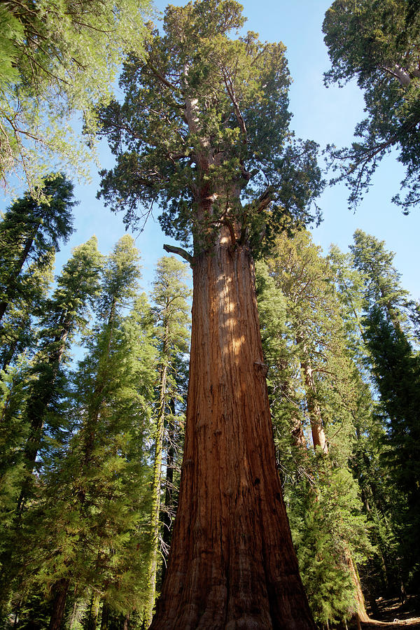 General Sherman Tree #2 Photograph by Mark Newman
