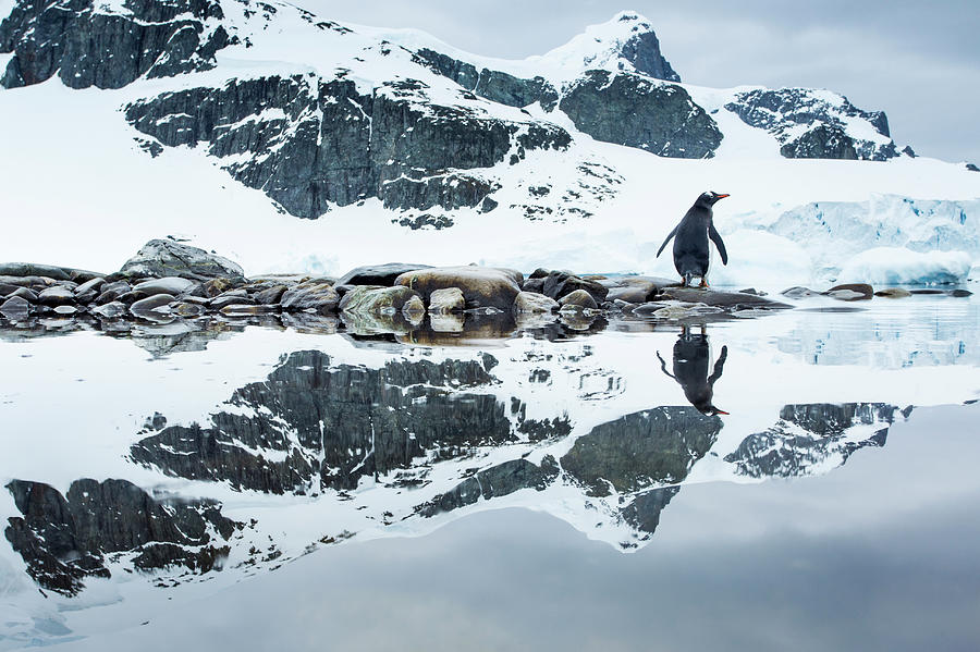 Gentoo Penguin, Cuverville Island Photograph by Paul Souders Gentoo Penguin, Cuverville Island Photograph by Paul Souders