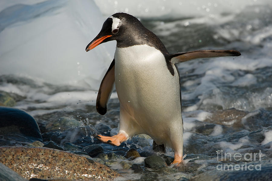 Gentoo Penguin #2 Photograph by John Shaw