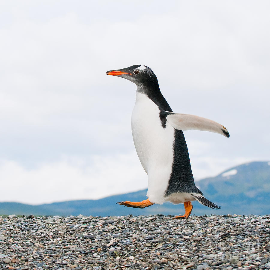 Penguin Photograph - Gentoo Penguin #2 by Konstantin Kalishko
