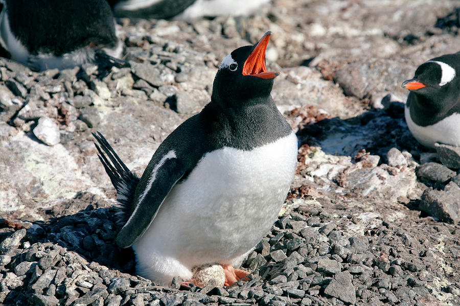Penguin Photograph - Gentoo Penguin #2 by Steve Allen/science Photo Library