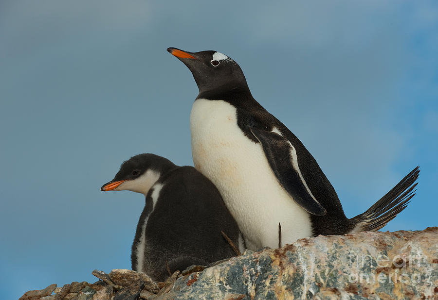 Gentoo Penguin With Young #2 Photograph by John Shaw