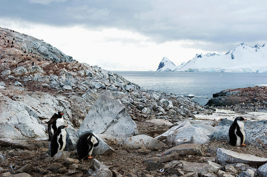 Gentoo Penguins Pygoscelis Papua #2 by Jim Julien / Design Pics