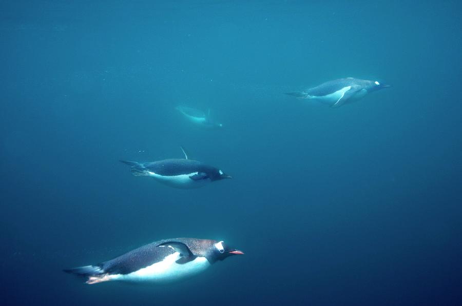 Gentoo Penguins Underwater Photograph by Louise Murray/science Photo ...