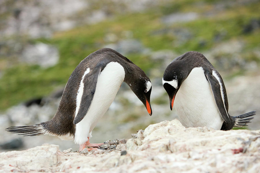 Gentoo Penguins #2 Photograph by Science Photo Library Gentoo Penguins #2 Photograph by Science Photo Library