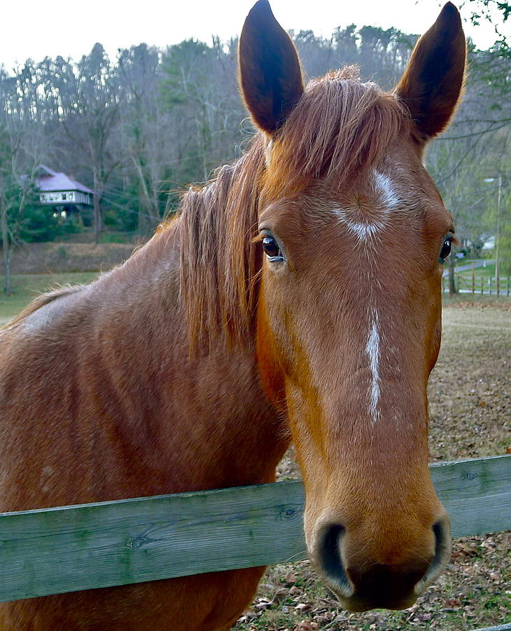 Georgia Horse Photograph by Denise Mazzocco | Fine Art America