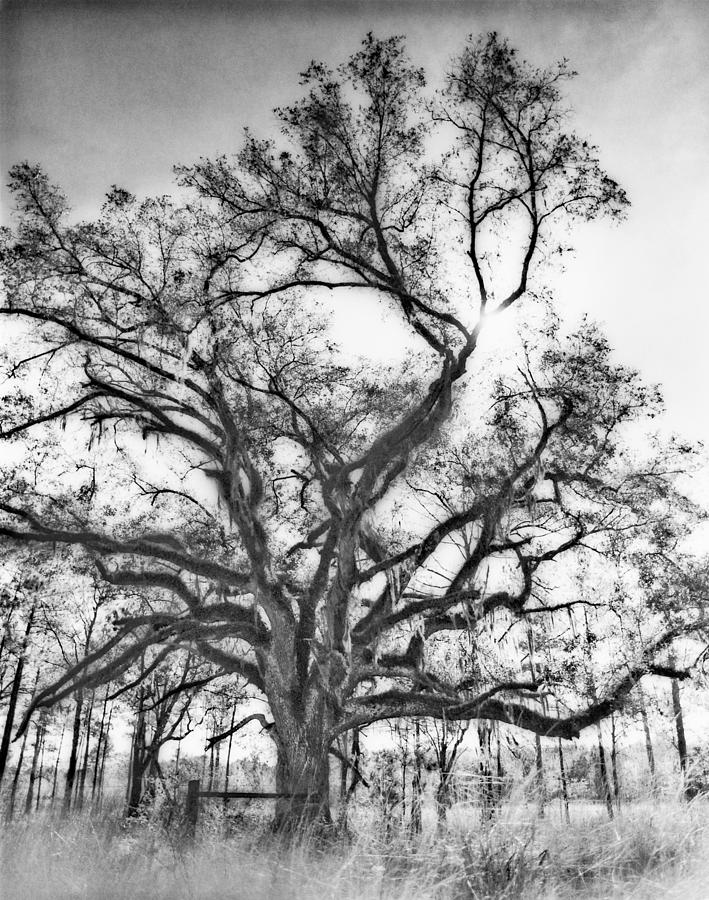 Georgia Mossy Oak #2 Photograph by John Gilroy