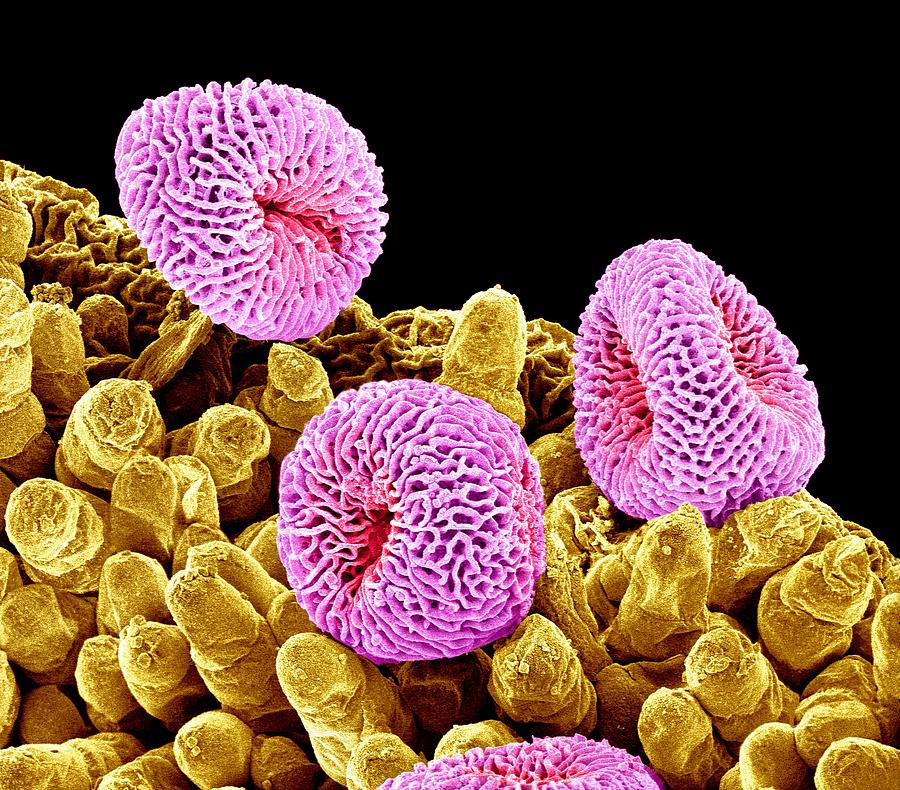 Geranium pollen, SEM #2 Photograph by Science Photo Library