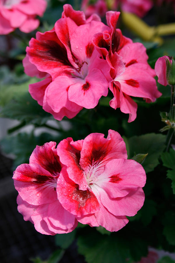 Geranium Regal Rose Bicolor #2 Photograph by Bonnie Sue Rauch
