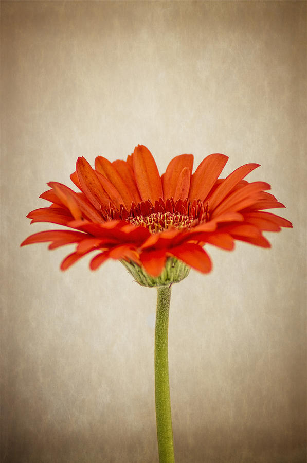 Gerbera #2 Photograph by Paulo Goncalves