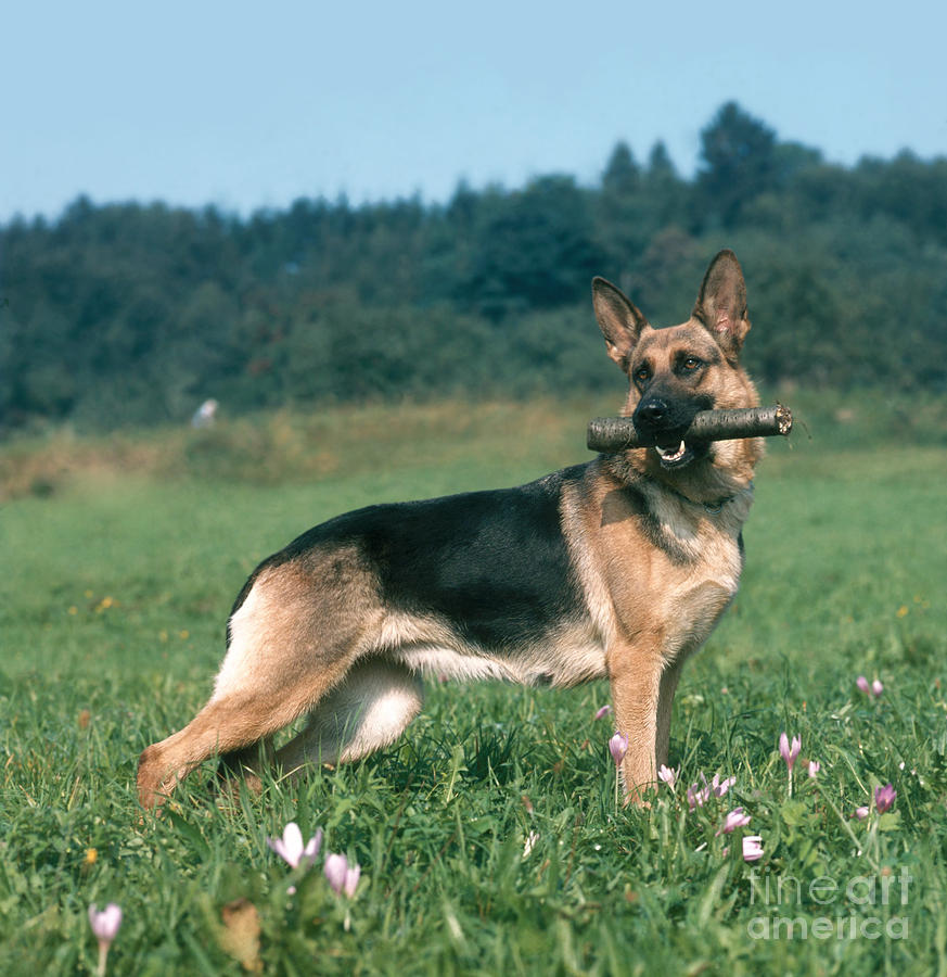 German Shepherd Photograph - German Shepherd #2 by Hans Reinhard