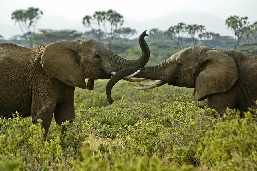 Elephant Photograph - Getting Acquainted #2 by Michele Burgess