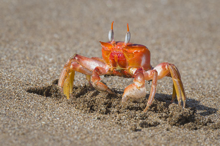 Ghost Crab On Beach Photograph by John Shaw - Fine Art America