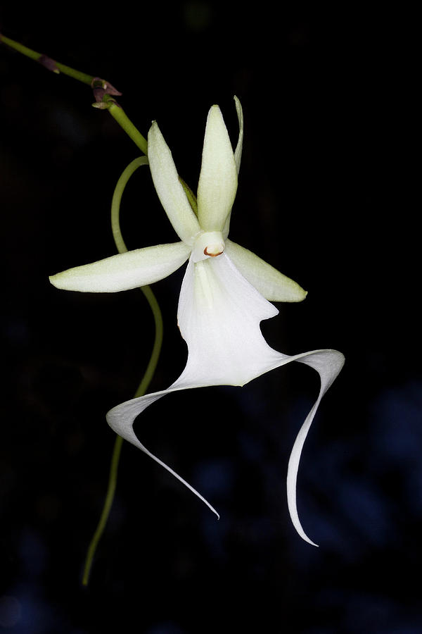 Flower Photograph - Ghost Orchid In Bloom, Polyrrhiza #2 by Maresa Pryor